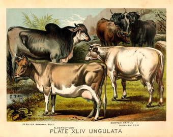 1880 COWS CATTLE lithograph - original antique print - wild life mammal zoology lithograph - animal habitat