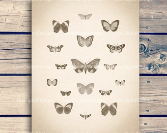 Printable art, Insect print, Insect wall art, Butterfly vintage, Butterfly print, Insect poster, Butterfly digital, 11"x14";8"x10" 300dpi