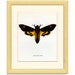 Death's Head Hawk, Vintage Moth Print 115, Prochazka, 1966, Butterfly, Lepidoptera, Natural History, Frameable Art