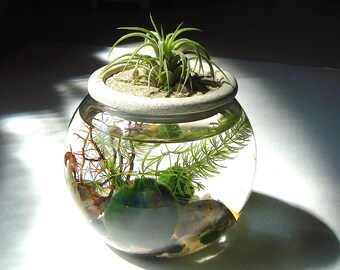 New! Zen. Garden. Stone Top. Air Plant. Marimo Ball. Unique. Terrarium