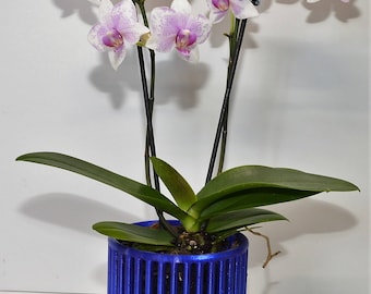 Carousel Orchid Pots with Drip Trays