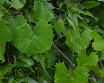 Grape Leaves Wild Picked Foraged Crafting Fresh