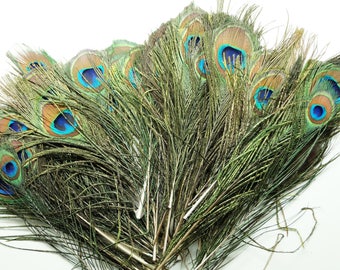 Lot of 10 natural peacock feathers, 20-30 cm