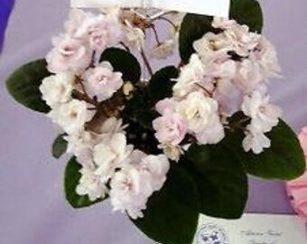 African Violet Plant- Teen Bride - semi-miniature