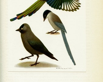 1961 Vintage magpie print VIntage bird posterAntique bird print Jackdaw poster Magpie poster Bird art Bird gift Vintage bird decor