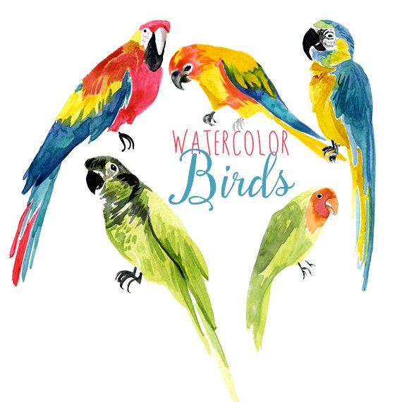 Download Watercolor Tropical Birds Parrot Clip Art Bird Clipart