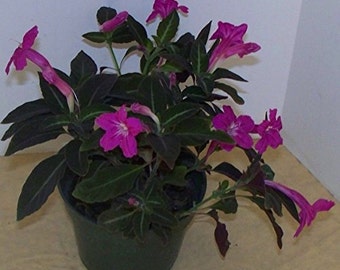 Ruellia Makoyana Trailing Velvet Plant Awesome Foliage