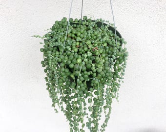 Hanging String of Pearls Basket 6" Pot Succulent Senecio Rowleyanus String of Beads Plant Hanging Vine Plant Succulent Basket