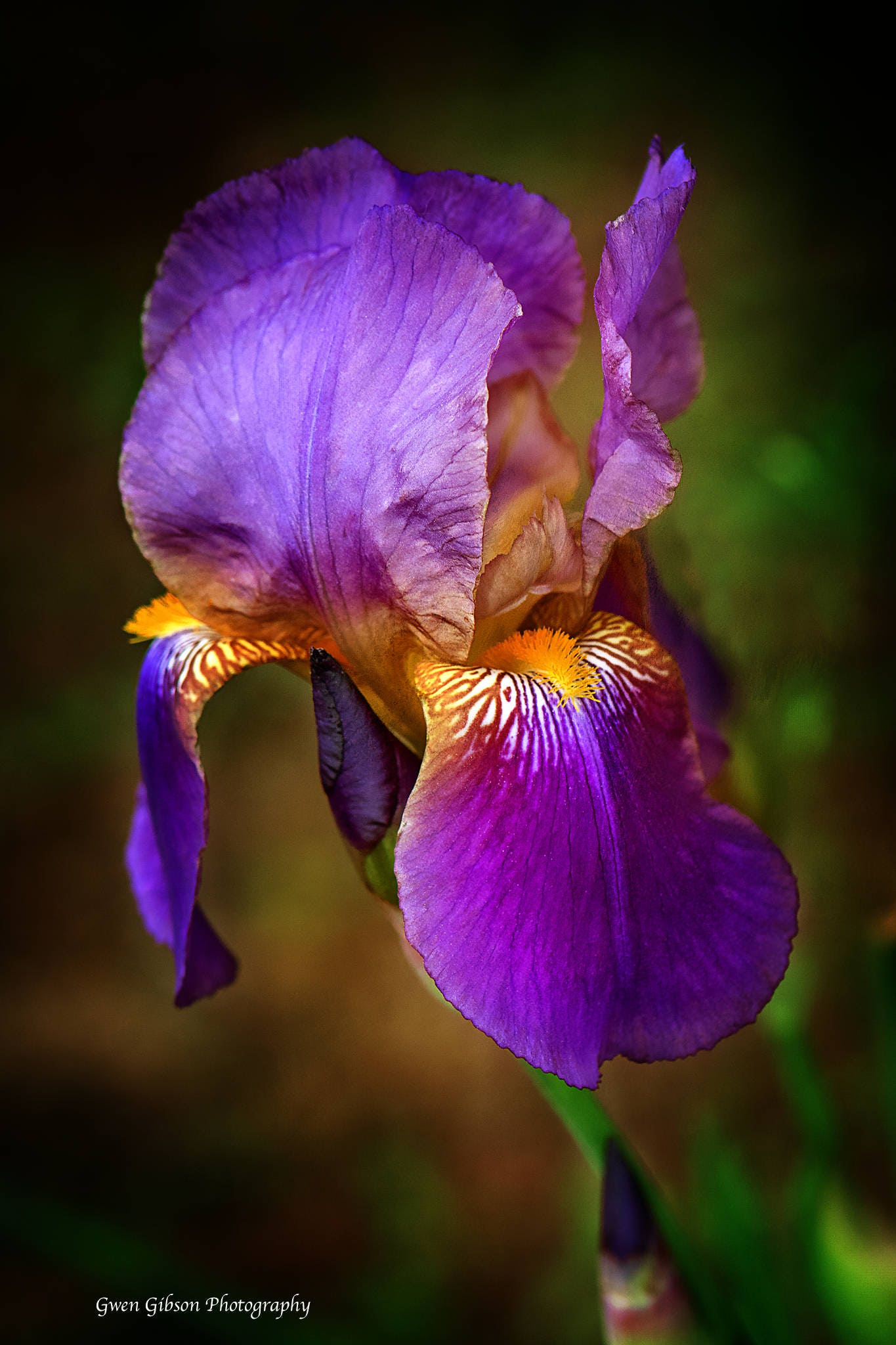 Purple Iris Flower Bearded Iris Plant Lover Gift Vibrant