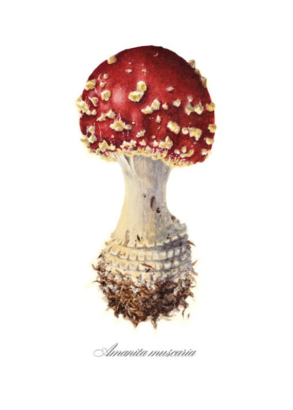Items similar to Botanical Illustration art print, Amanita muscaria