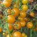 Organically Grown, non-GMO, Heirloom Gold Currant Tomato Seed