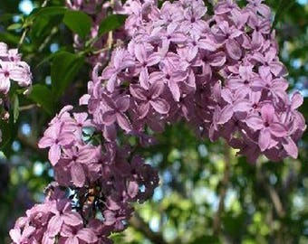 100 Early Lilac Tree Seeds, Syringa Oblata