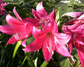 Crinum Lily Ellen Bosanquet bulbs FREE SHIP