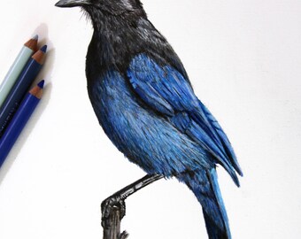 Stellar's Jay - Original Colored Pencil Drawing Art
