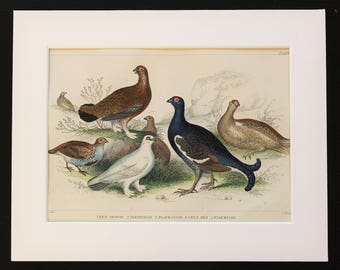 Antique Bird Print, Game Birds, Red & Black Grouse, Ptarmigan, Partridge - Mounted-Matted Goldsmith, 1840s Victorian Hand Coloured Engraving