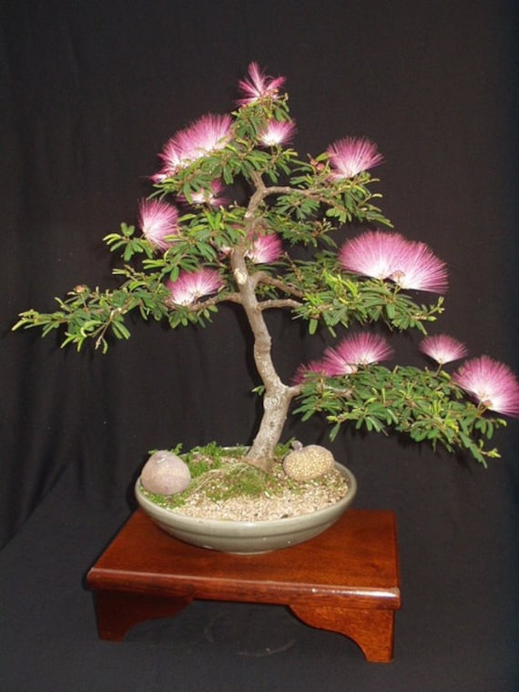 Julibrissin Mimosa Bonsai Persian Pink Silk Tree 10