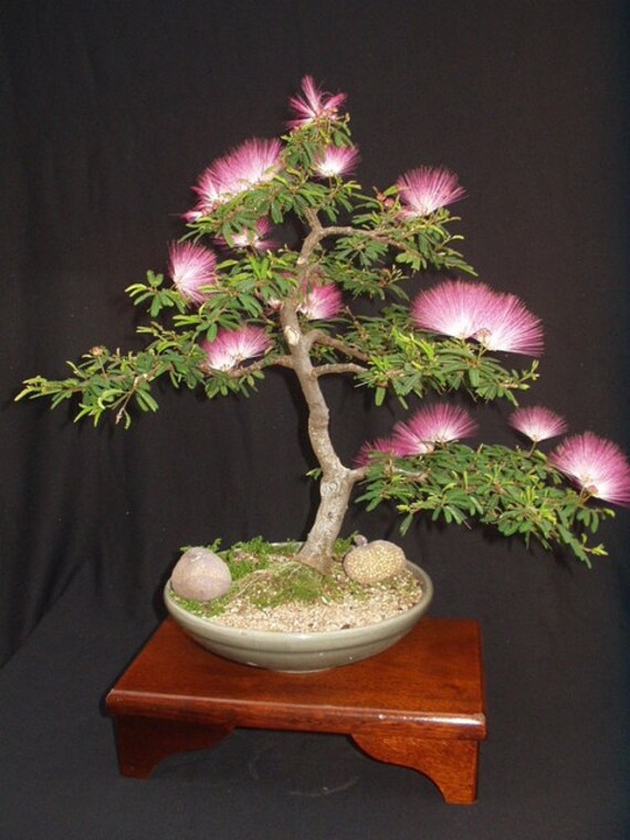 Julibrissin Mimosa Bonsai Persian Pink Silk Tree 10