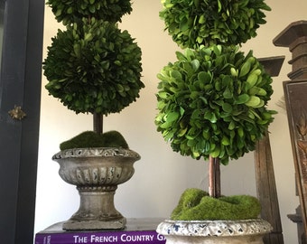 Preserved Double Boxwood Topiary