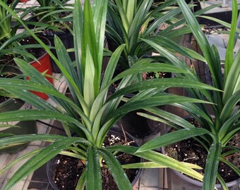1 Live edible pandan leaves plant - la dua - 7 To 11 Inches tall -m169