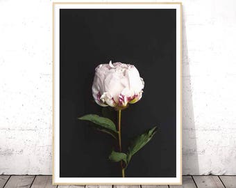 Flower Print, Botanical Art, Peony Art, Flower Photography, Flower Poster, Botanical Photo, Flower Wall Art, Floral Print, Digital Download