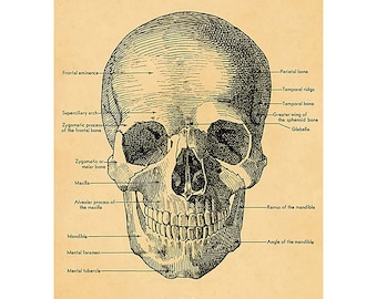 Anterior View of the Skull Wrapping Paper by Cavallini to Frame or Wrap, Book Binding, Decoupage, Collage, Scrapbook and Paper Arts PSS 3502