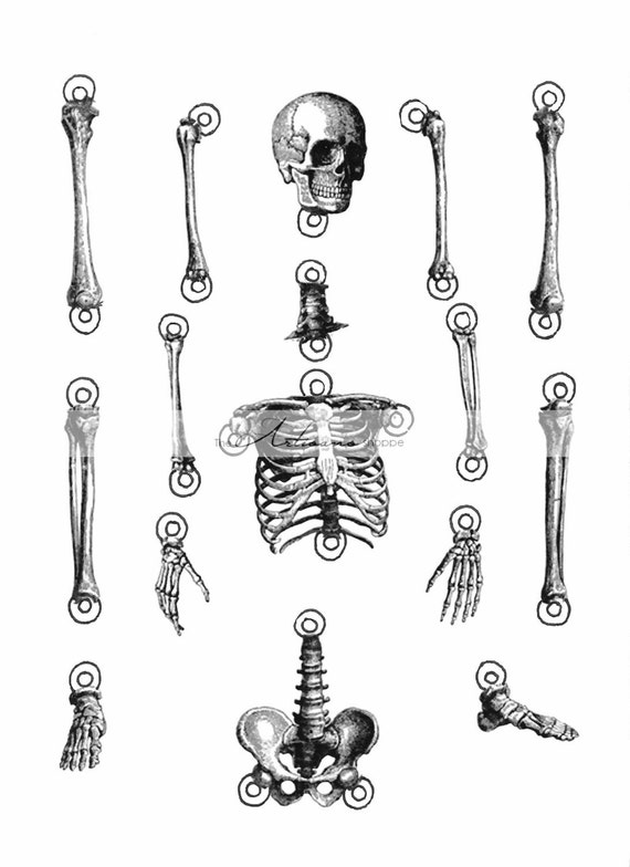 Digital Download Printable Skeleton Cut Out Illustration