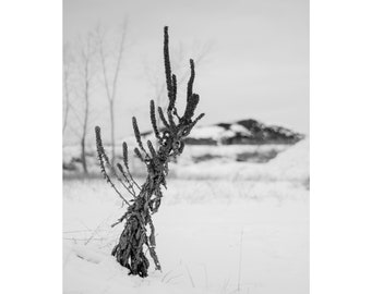 Winter scenery print // fine art print