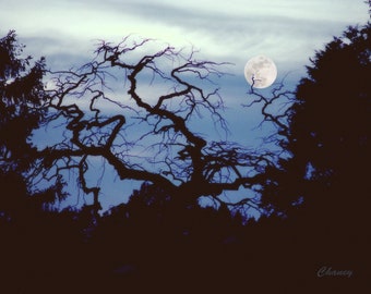 Cemetary Tree