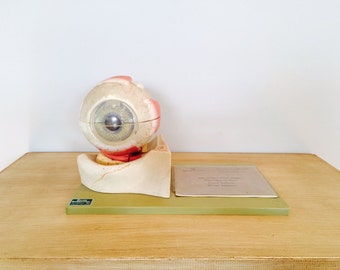 Vintage Medical Anatomical Eye Model Optometry/ Ophthalmology by Somso West Germany
