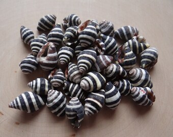 Shells for Grids * BEEHIVE * Shells Set of 6 for Gemstone Grid Layouts