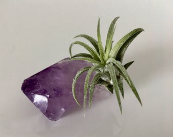 Amethyst Air Plant-Tillandsia Terrarium-Air Plant Terrarium-Amethyst Rough-Amethyst Point-Unique Gifts-Amethyst Terrarium-Crystal Terrarium