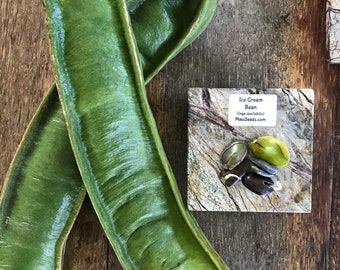 Ice Cream Bean Tree/Maui Seeds/Inga Spectabilis/Ice Cream Bean Tree Seeds/Fruit Seeds/Organic Seeds/Maui Fruit/Hawaii Fruit Seeds/Tree Seeds