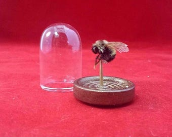 SALE! Taxidermy Entomology Specimen Bumble Bee Glass Dome Display educational