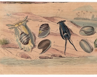 1835 exotic sealife print rare original antique hand colored engraving - ocean fish shell sea marine