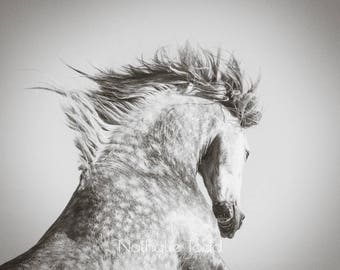 Horse photography, sepia horse photography, fine art horse photography, horse rearing, wall art