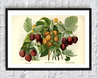 Raspberries print berries print fruit print wall art print kitchen wall art decor botanical illustrations vintage painting print red yellow