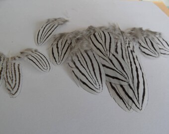 very rares(les 4) silver pheasant feathers