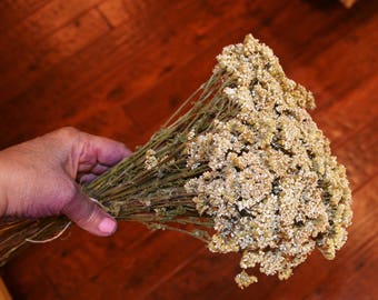 Yarrow, Ivory yarrow, Dried yarrow, Ivory dried flowers