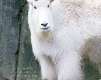 Mountain Goat Mountain Wildlife Male Animal North American Mammal