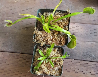 Small starter plant Venus Fly Trap Carnivorous Plant - Dionaea m.