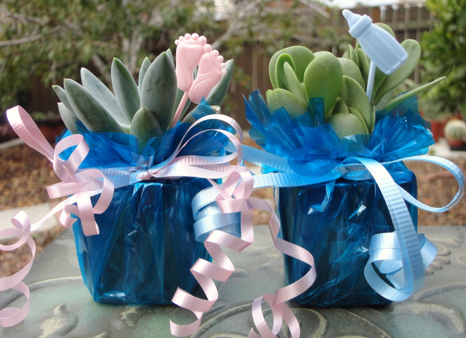 20 Mini Succulent Plant Party Favor Baby Shower Blue