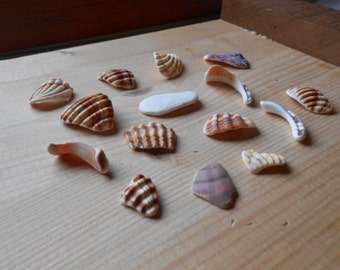 Shell fragments, craft supply, 15 pieces, jewelry supplies, surf tumbled shell fragments C19