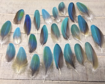 SET Macaw natural blue feathers - cruelty free, macaw feathers, parrot feathers, exotic feathers, altar, smudge feathers, real feathers