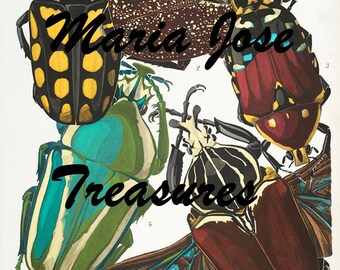 Vintage Insects Illustrations - Digital Download