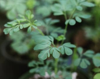 Rue (Ruta graveolens) Herb of Grace, Live Plant Ships in 100% Biodegradable 4" Coconut Fiber Planter