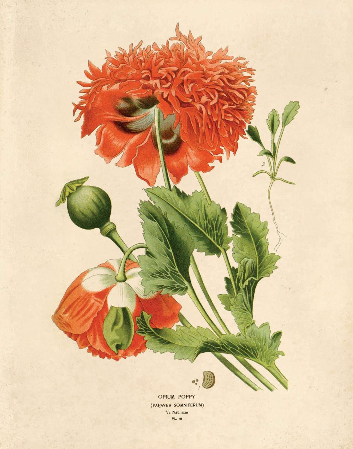 Vintage Flower Botanical Print Reproduction. Red Opium Poppy