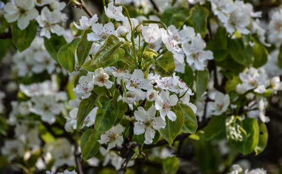 Nature, "Spring Blossom", Nature Photography, Spring, Flowers, WIld flowers, Fine Art Photography, Spring Blossom, Wall Decor, Wall Art