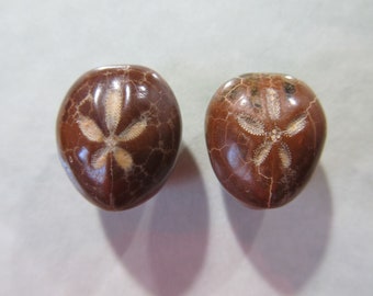 New color Pair Fossil Sand Dollar Sea Urchin Cabochons 18mm x 16mm Echinoid Mexico Jewelry Supply 18T88 C