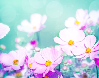 flower photography pink floral wall decor 8x10 11x14 24x36 fine art photography floral spring photography cosmos aqua teal nursery decor