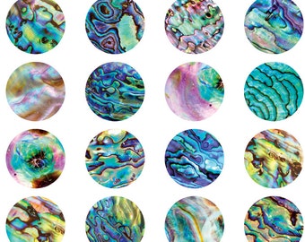 Abalone ~ 99657 ~ Ceramic Decal - Glass Decal ~ Enamel Decal ~ Waterslide Decal ~ Lead Free Food Safe